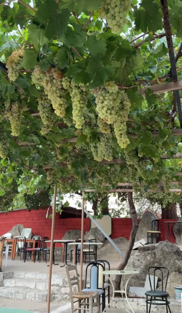 Trygos, Greek Grape Harvest season